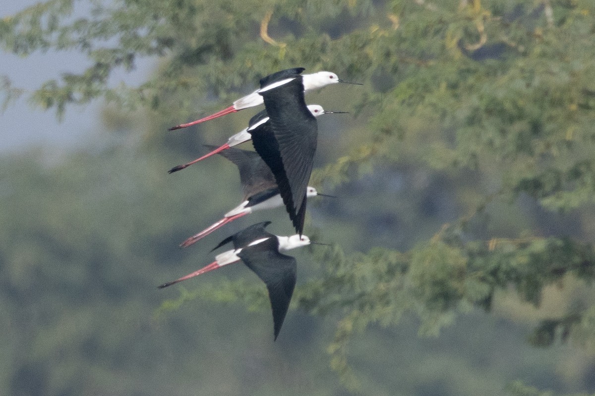 Black-winged Stilt - Samanvitha Rao