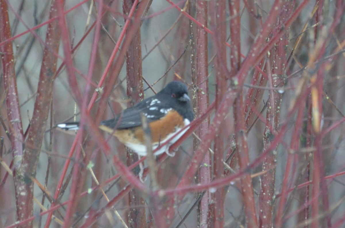 Spotted Towhee - ML614037223