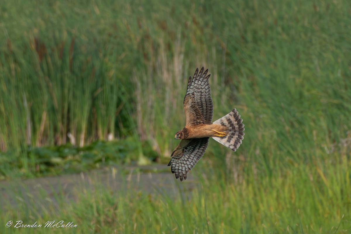 Northern Harrier - ML614037236