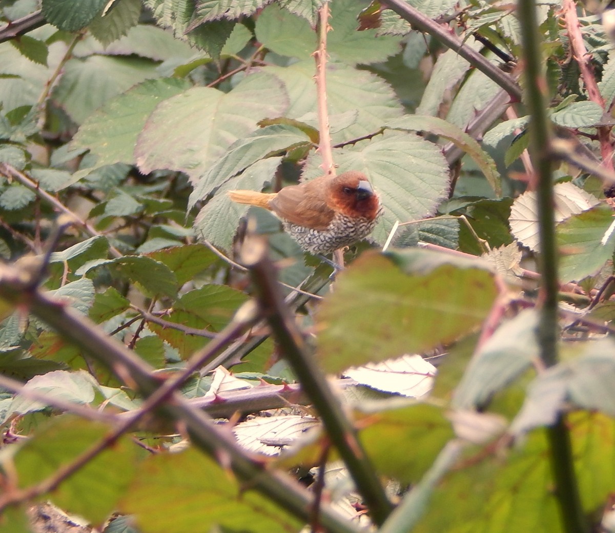 Scaly-breasted Munia - ML614037240