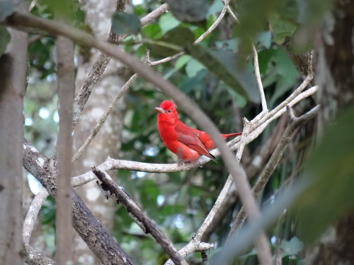 Summer Tanager - ML614037247