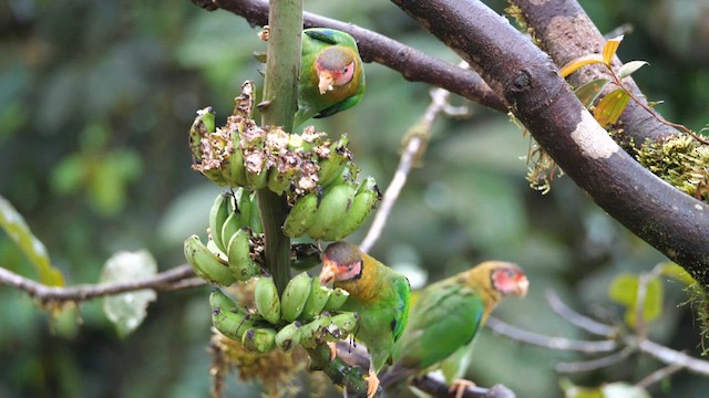 Rose-faced Parrot - ML614037249