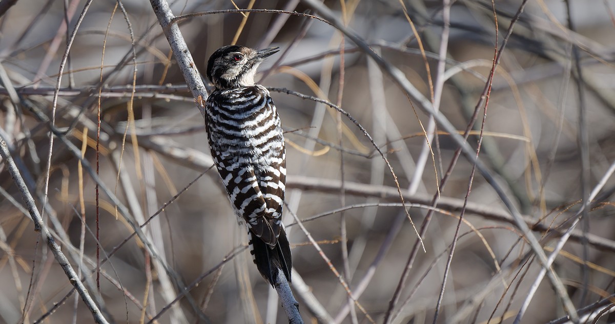 Ladder-backed Woodpecker - Paul LaFrance