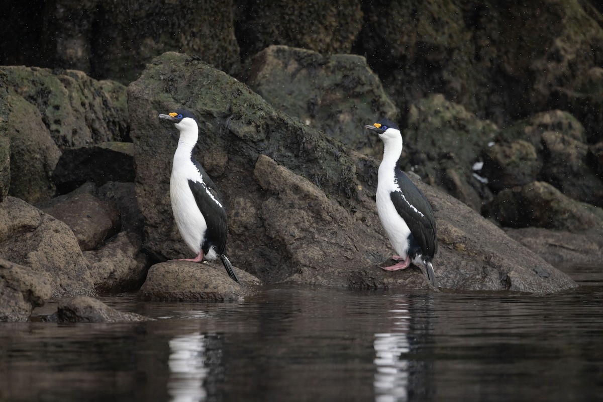 Cormoran antarctique - ML614037293