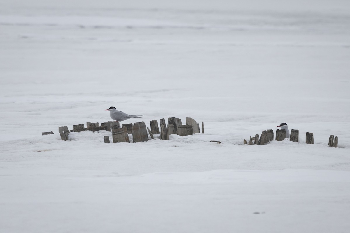 Antarctic Tern (Antarctic) - ML614037310