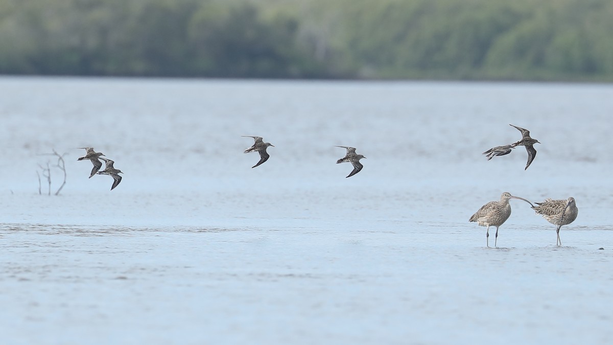 Sharp-tailed Sandpiper - ML614037347