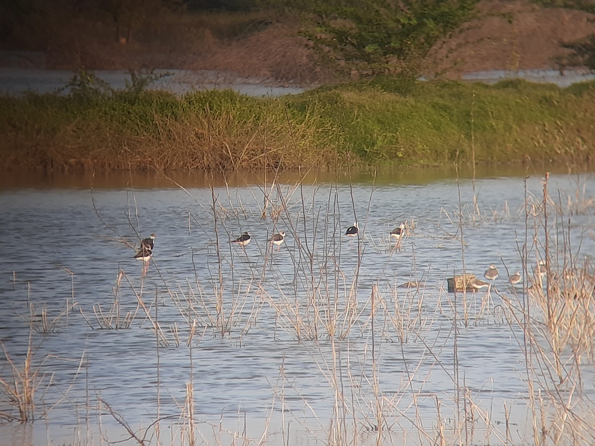 Black-winged Stilt - ML614037364