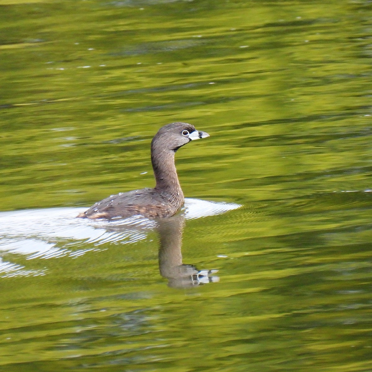 Pied-billed Grebe - ML614037407