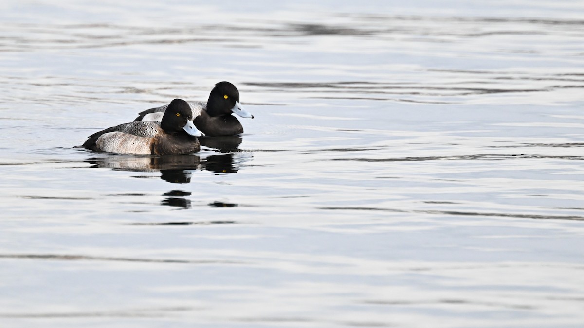 Lesser Scaup - ML614037426