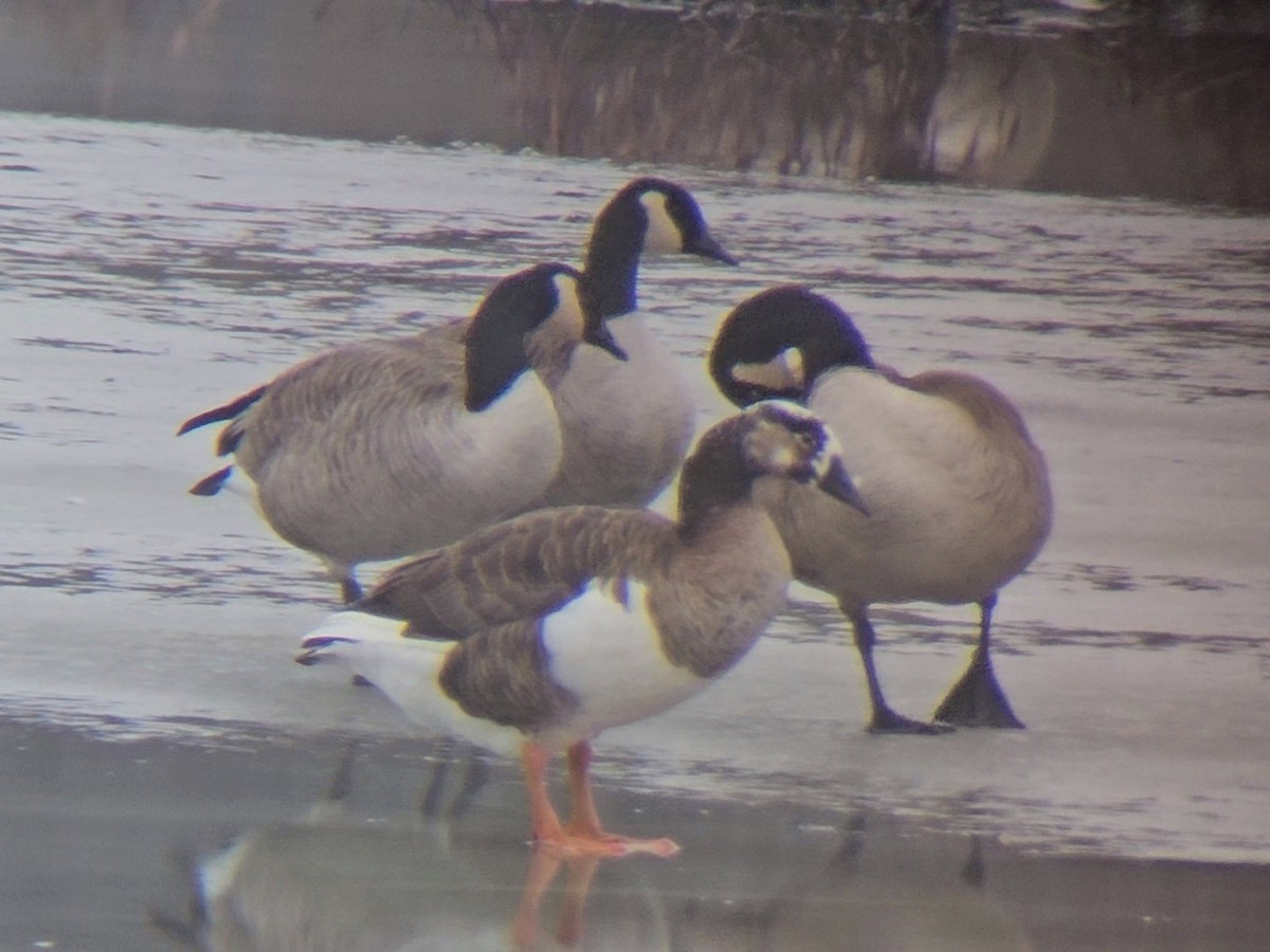 Greater White-fronted x Canada Goose (hybrid) - ML614037441