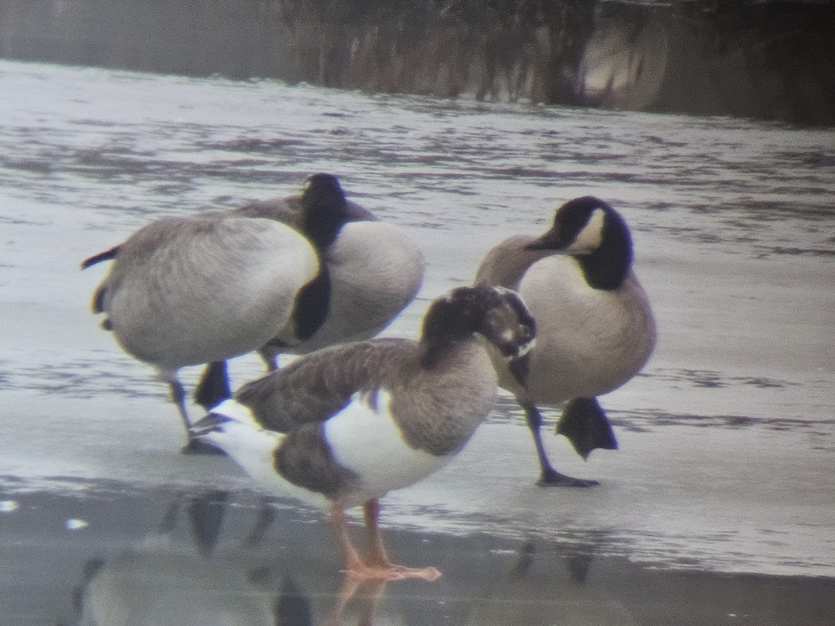 Greater White-fronted x Canada Goose (hybrid) - ML614037451