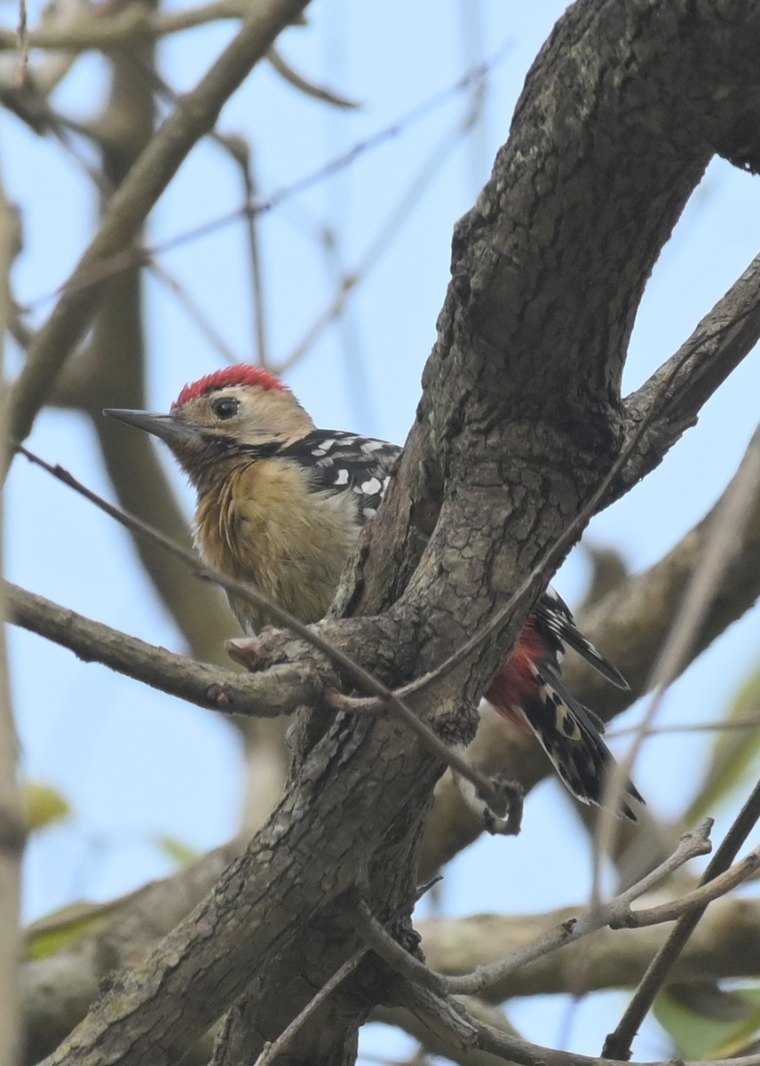 Fulvous-breasted Woodpecker - Venugopala Prabhu S