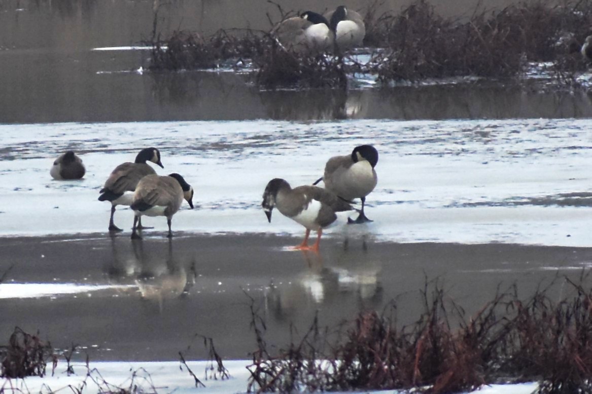 Greater White-fronted x Canada Goose (hybrid) - ML614037460