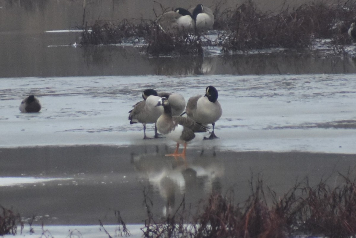 Greater White-fronted x Canada Goose (hybrid) - ML614037462