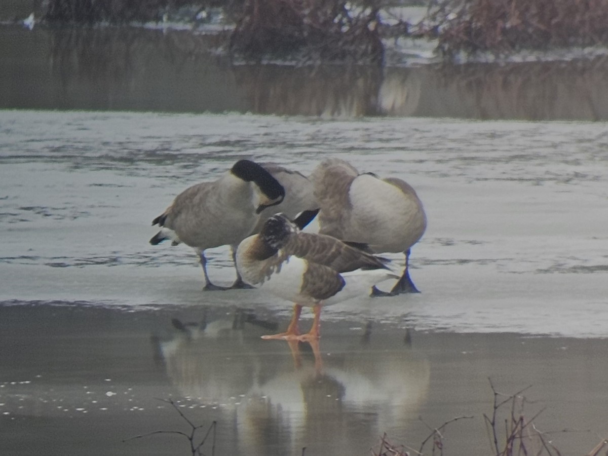 Greater White-fronted x Canada Goose (hybrid) - ML614037465