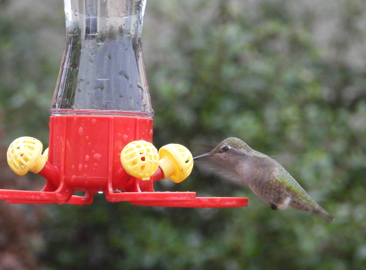 Anna's Hummingbird - ML614037550