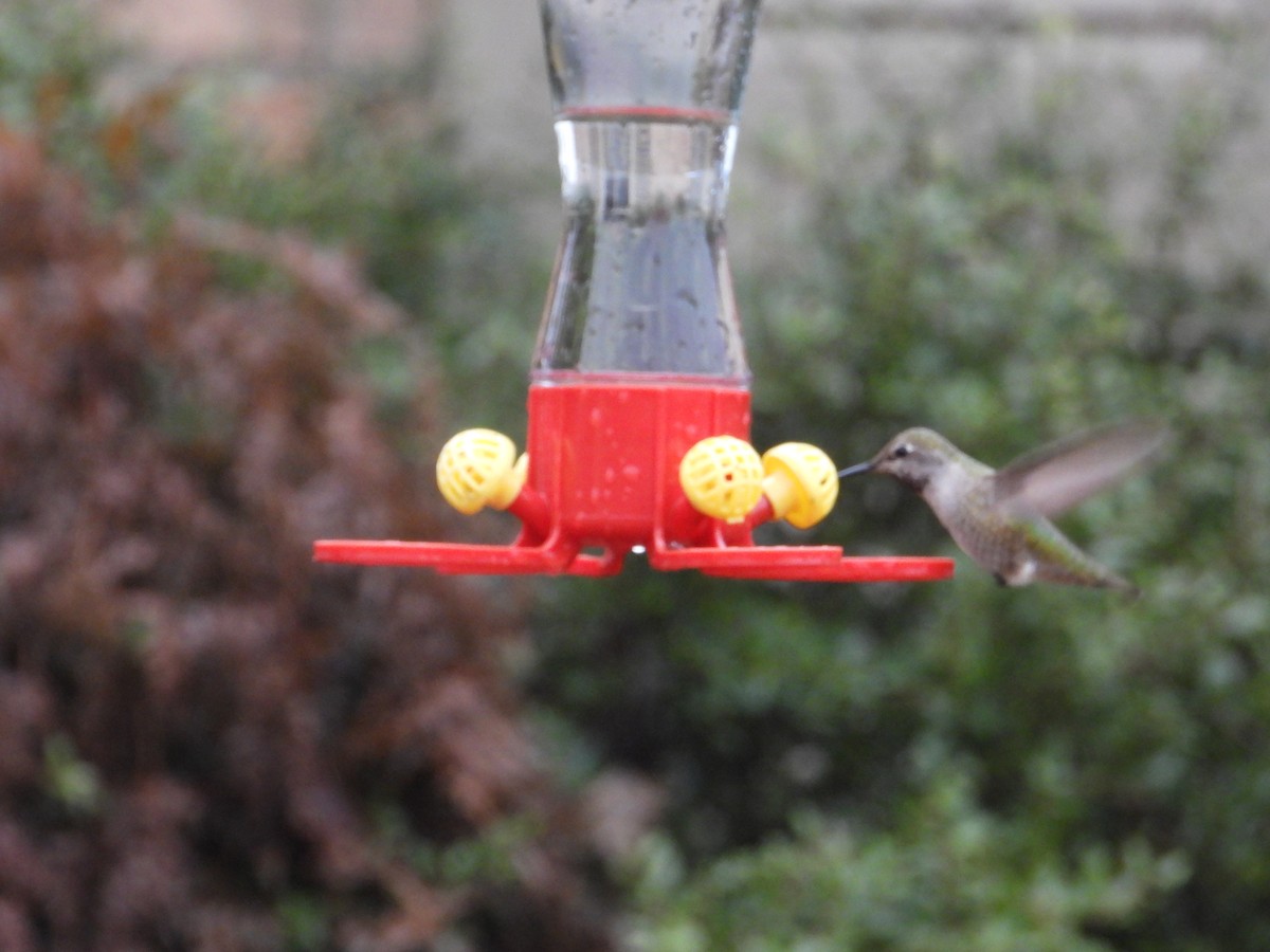 Anna's Hummingbird - ML614037551