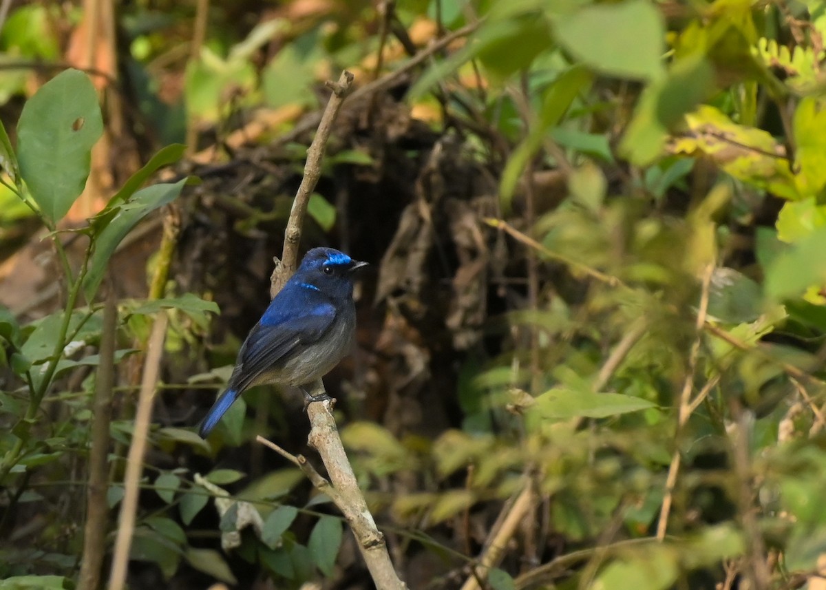 Feenblauschnäpper - ML614037562