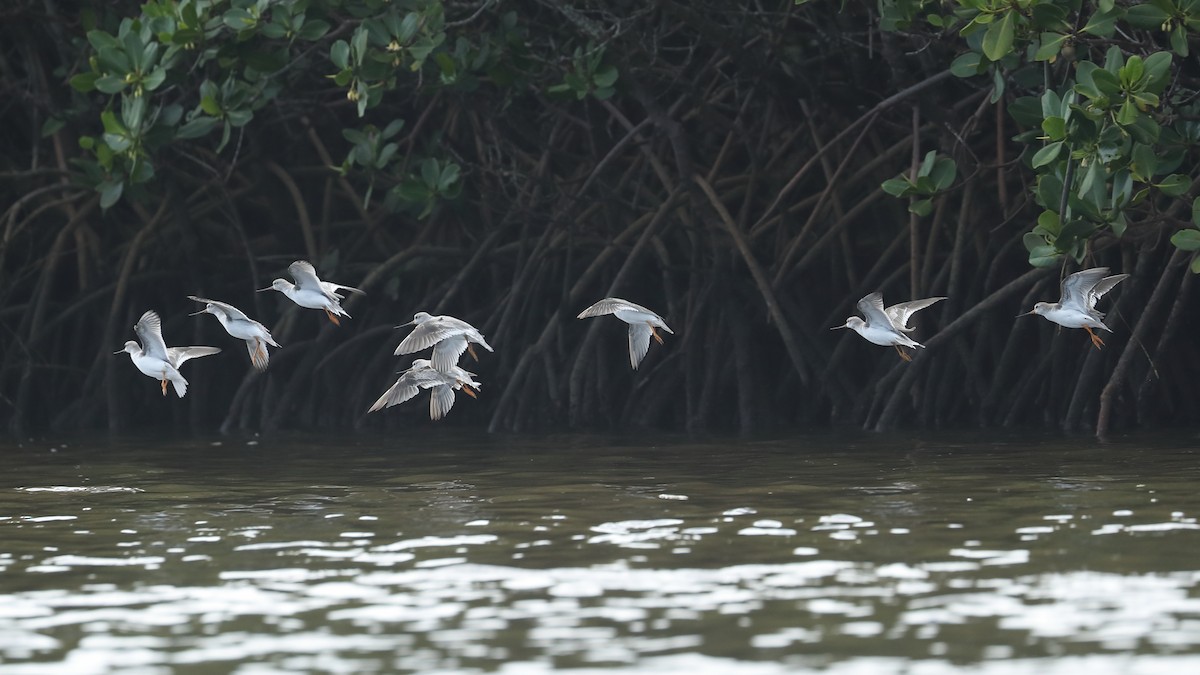 Terek Sandpiper - ML614037573