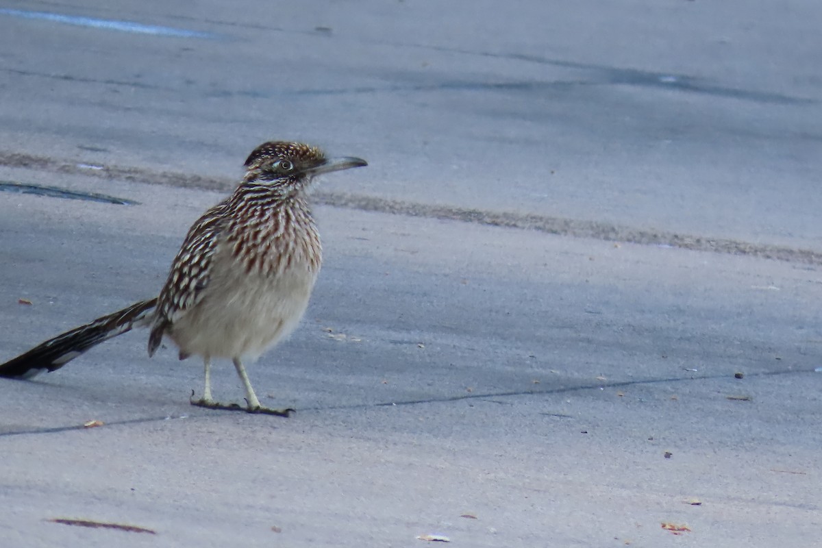 Greater Roadrunner - ML614037582