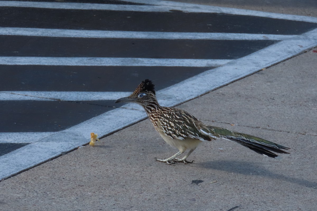 Greater Roadrunner - ML614037583