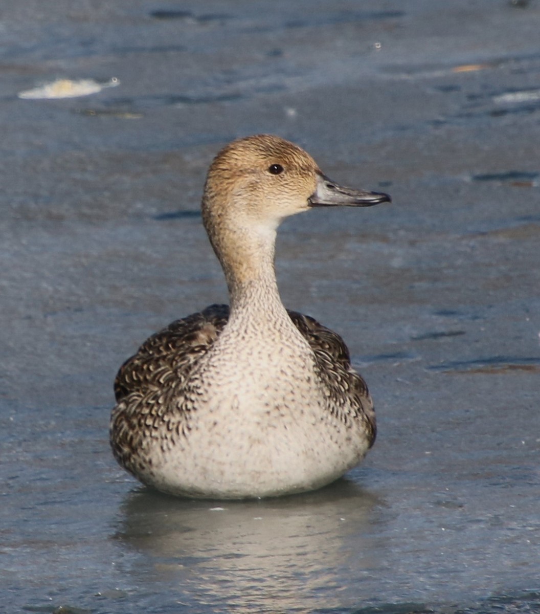 Northern Pintail - ML614037609