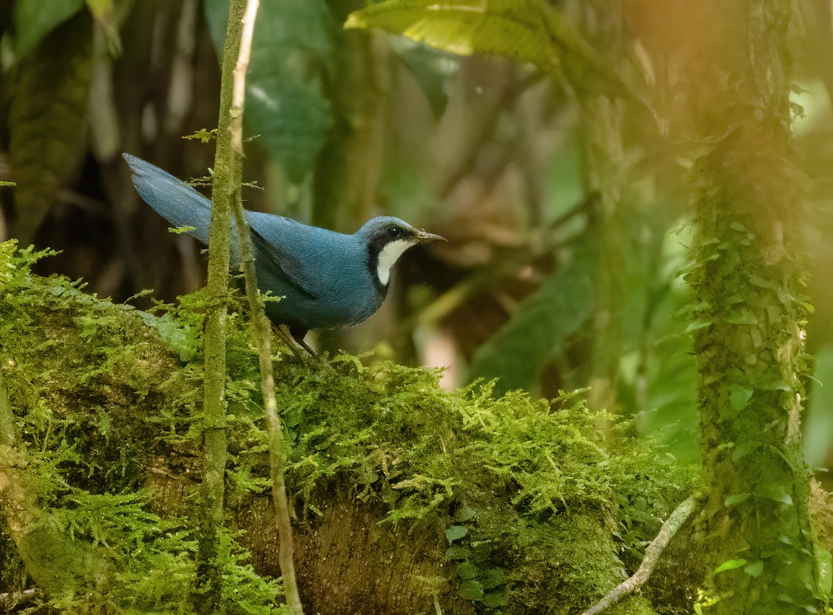 Blue Jewel-babbler - Wilbur Goh