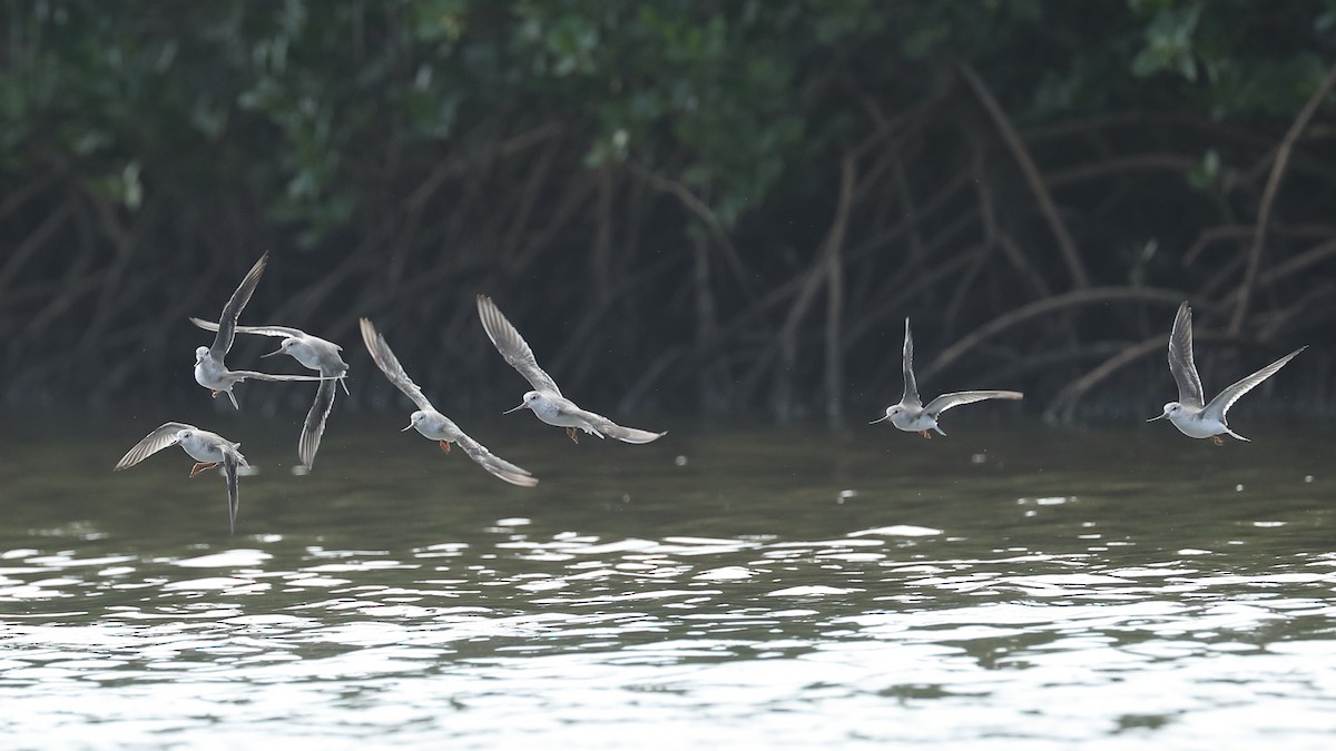 Terek Sandpiper - ML614037617