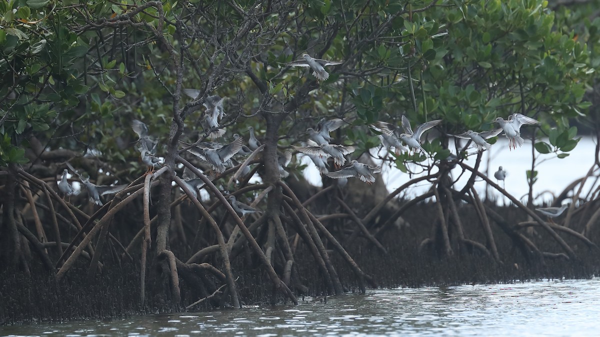 Terek Sandpiper - Todd Burrows