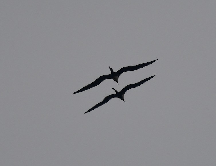 Magnificent Frigatebird - ML614037624