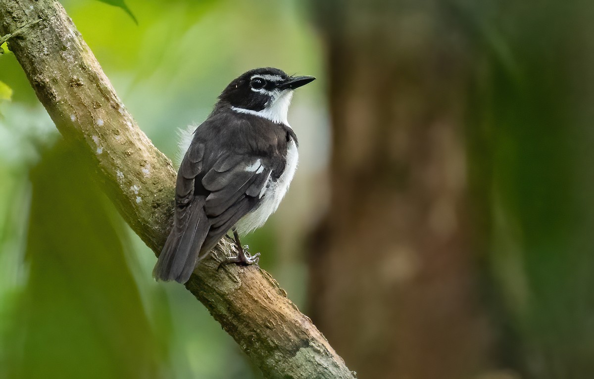 Black-sided Robin - ML614037642