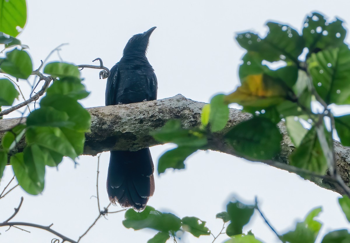 White-crowned Cuckoo - ML614037648