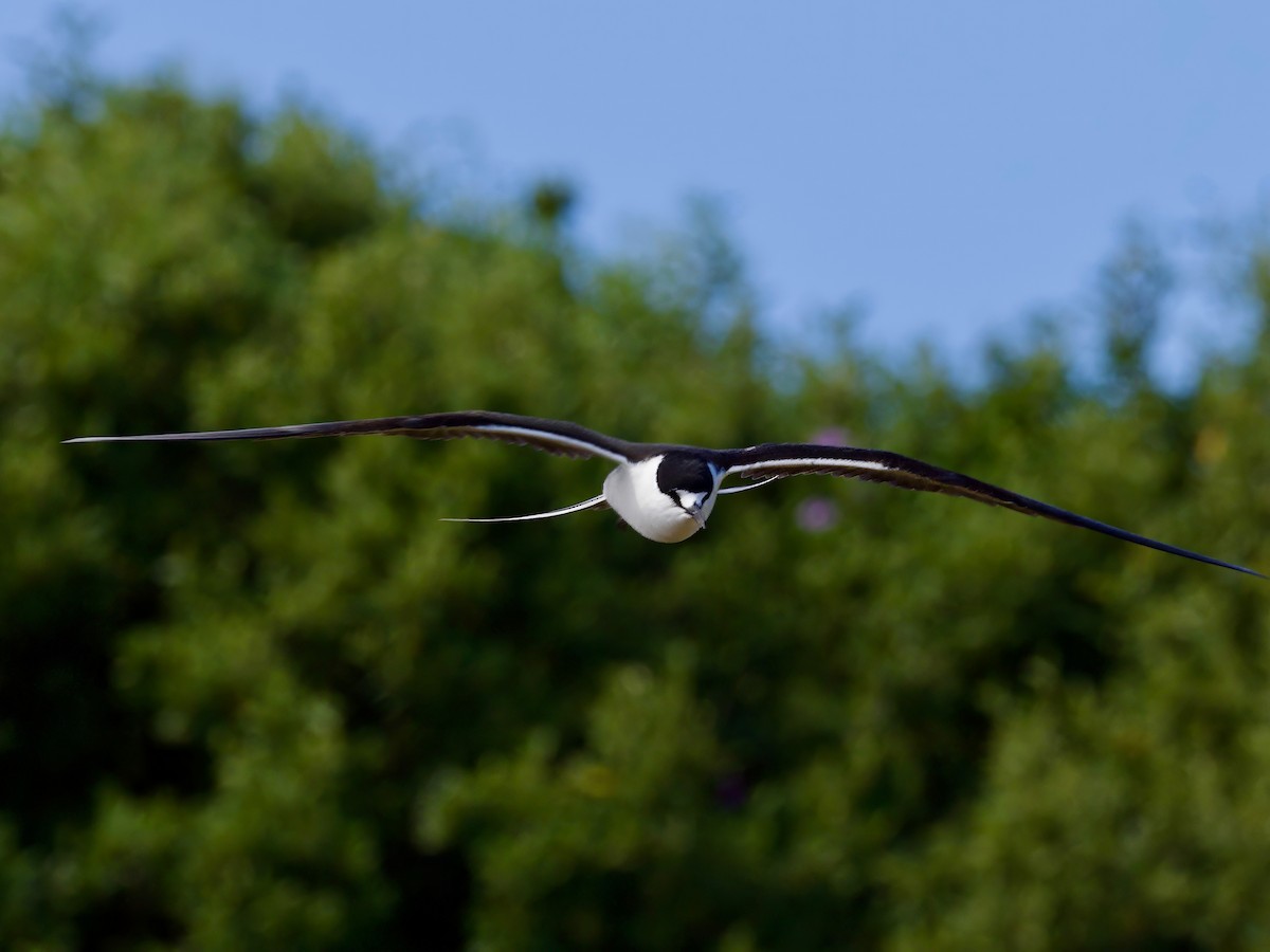 Sooty Tern - ML614037657