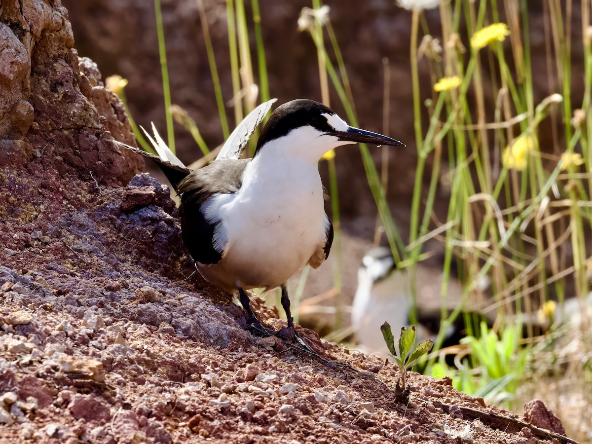 Sooty Tern - ML614037659