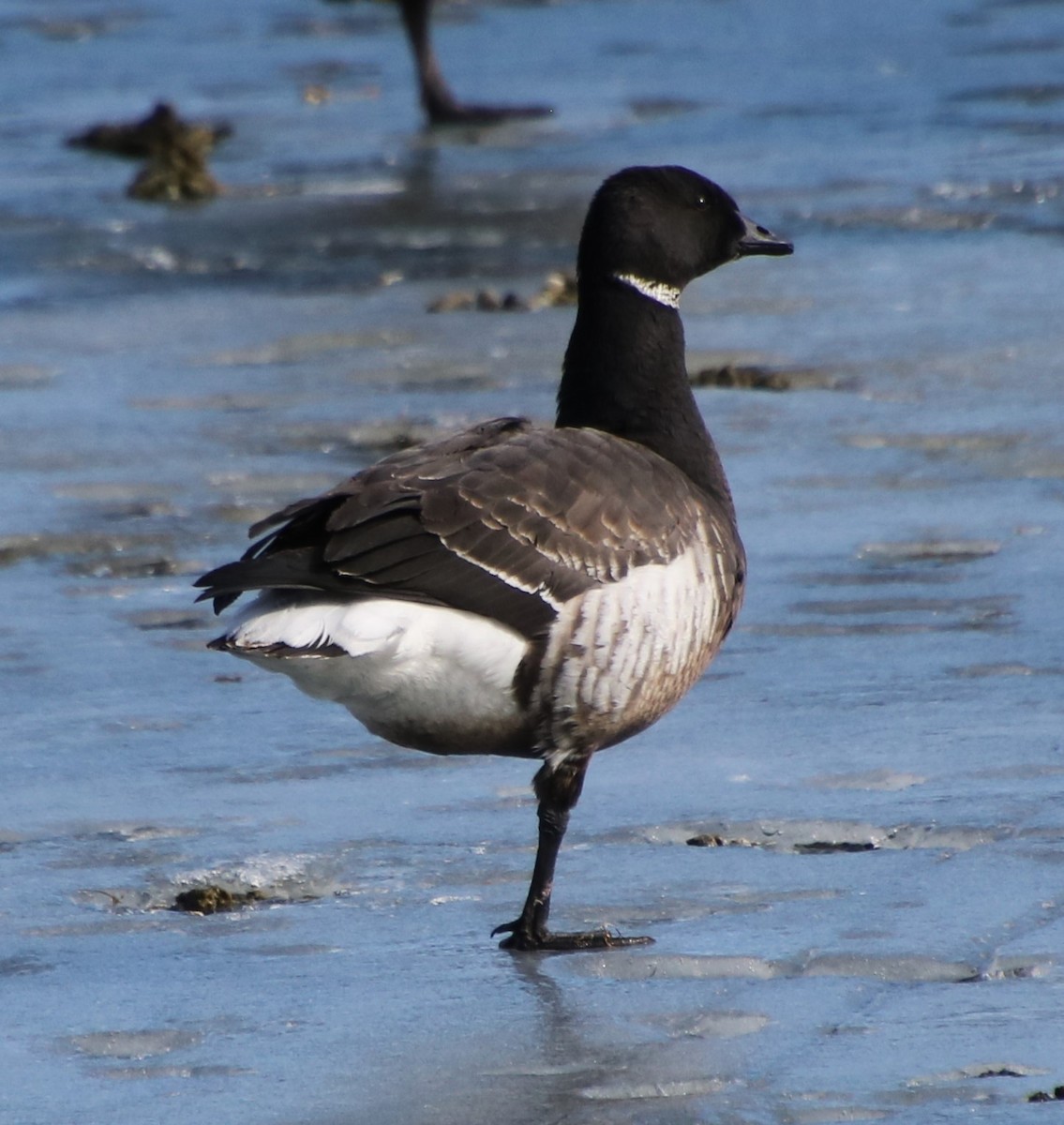 Brant - ML614037711