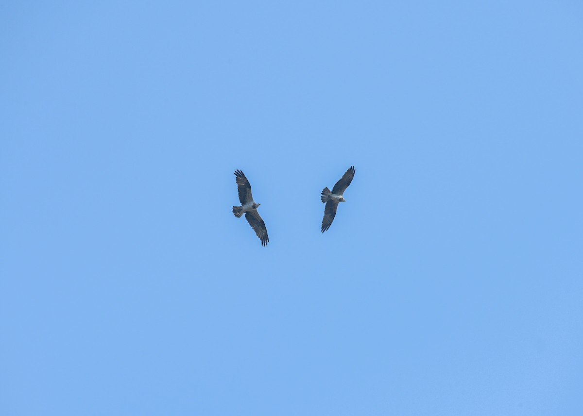 Osprey - Venugopala Prabhu S