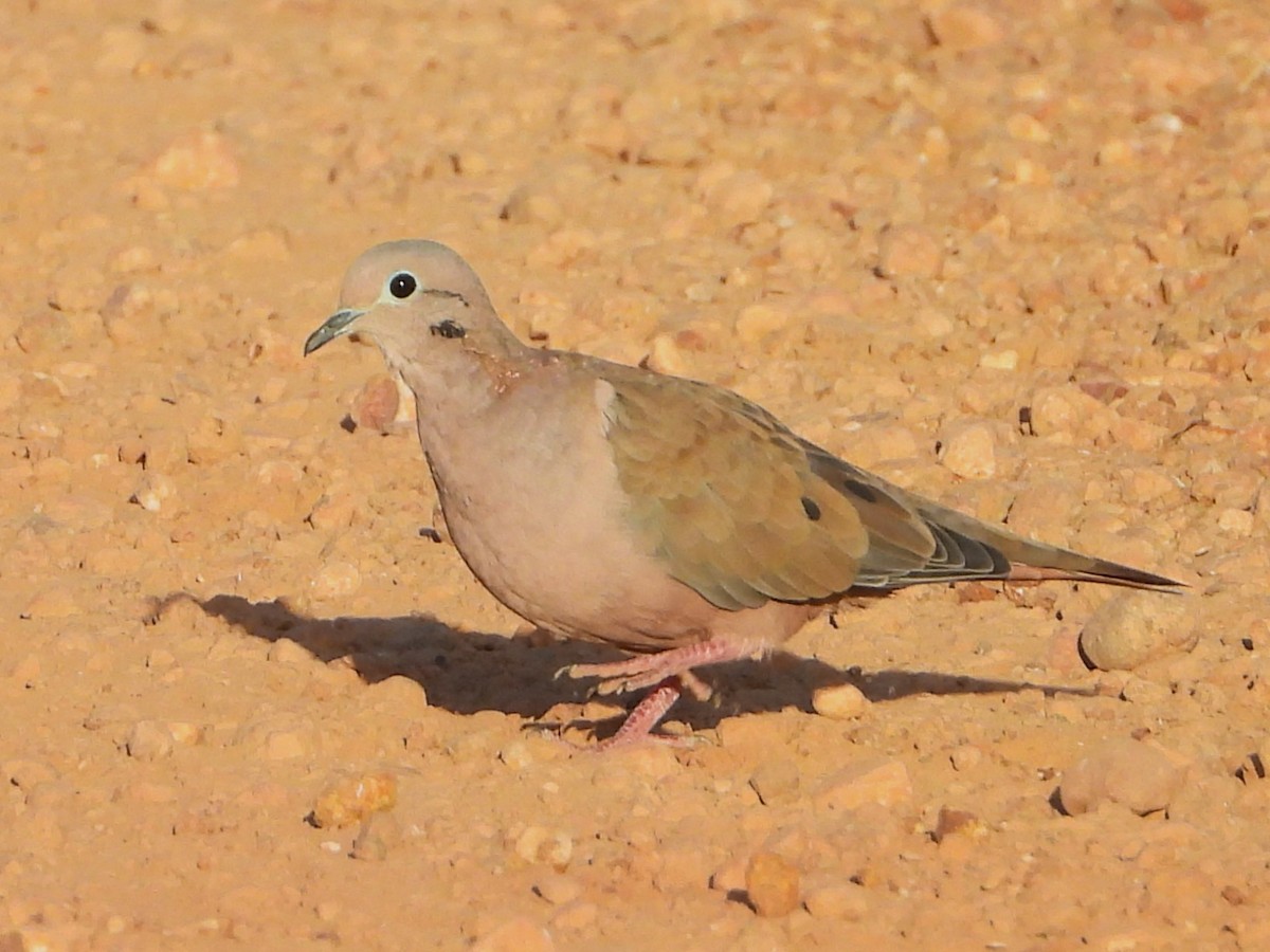 Eared Dove - ML614037814