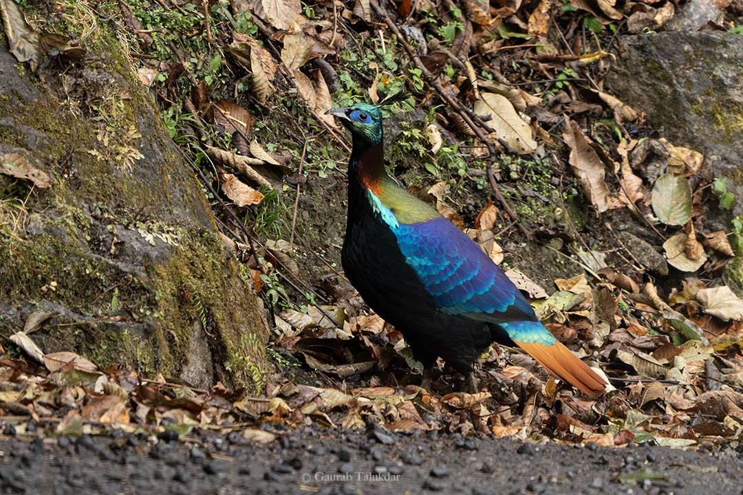 Himalayan Monal - Gaurab Talukdar