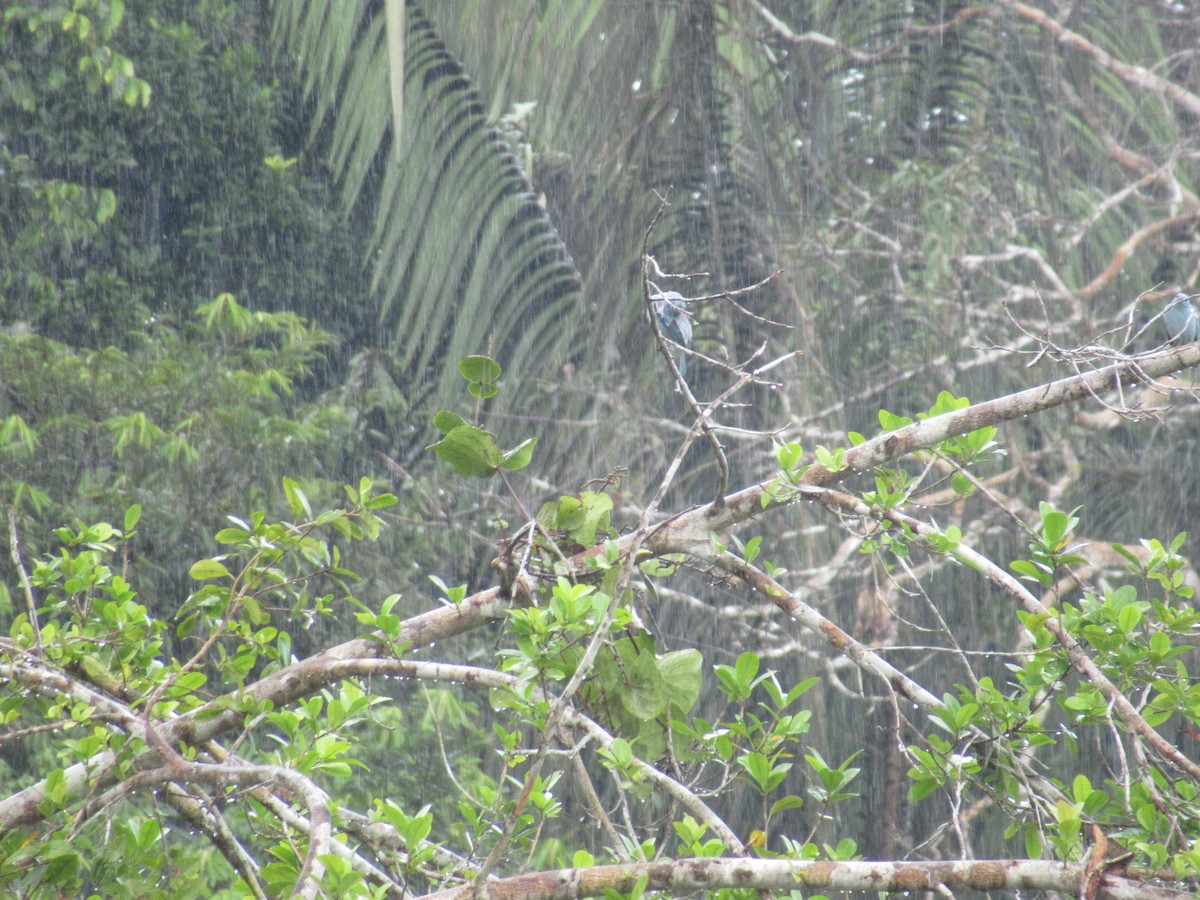 Blue-gray Tanager - Elias McKown