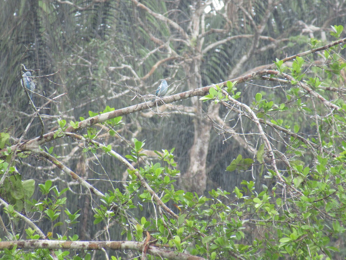 Blue-gray Tanager - Elias McKown