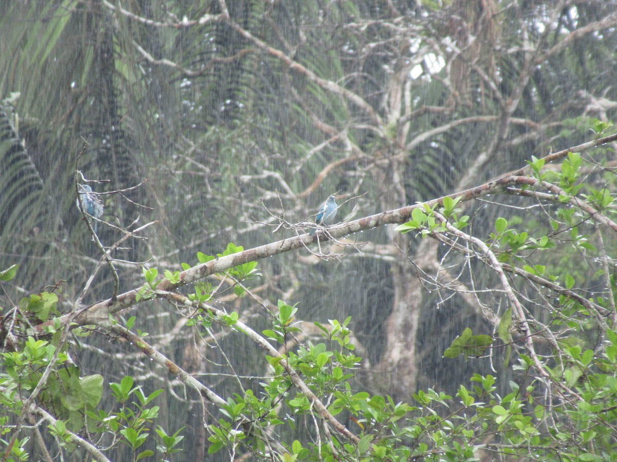 Blue-gray Tanager - Elias McKown