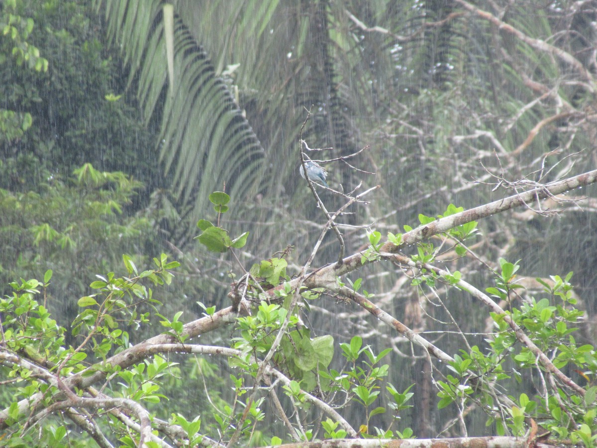 Blue-gray Tanager - Elias McKown