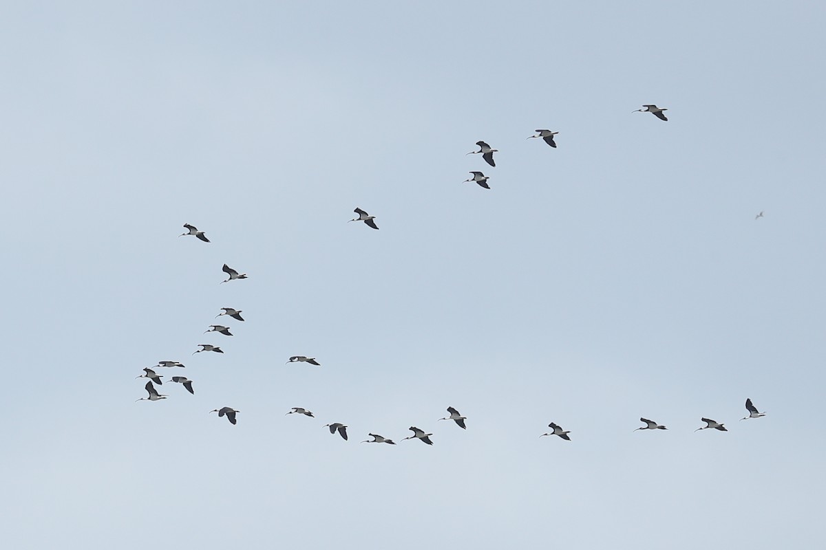 ibis slámokrký - ML614037908