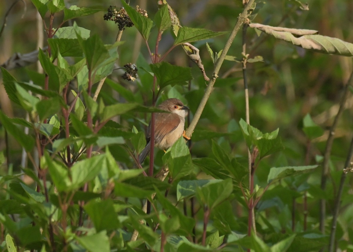 Yellow-eyed Babbler - Venugopala Prabhu S