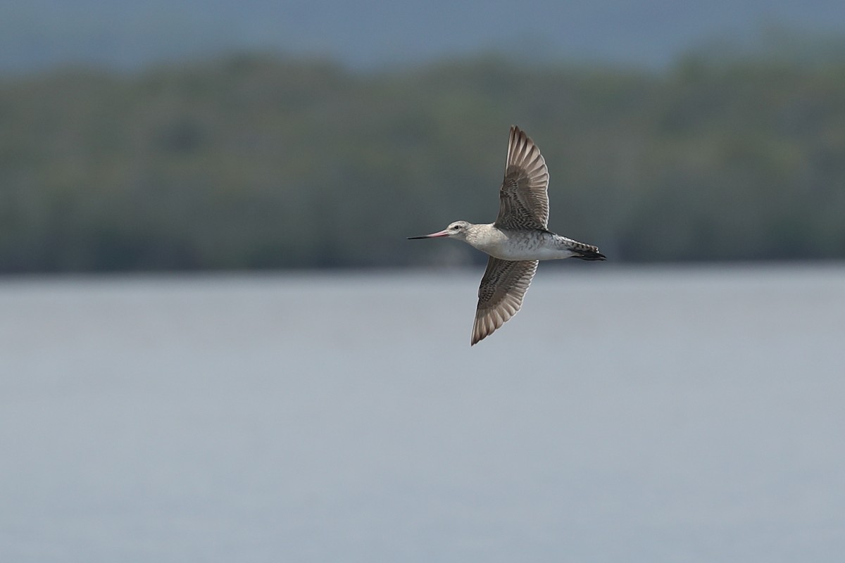 Bar-tailed Godwit - ML614037947