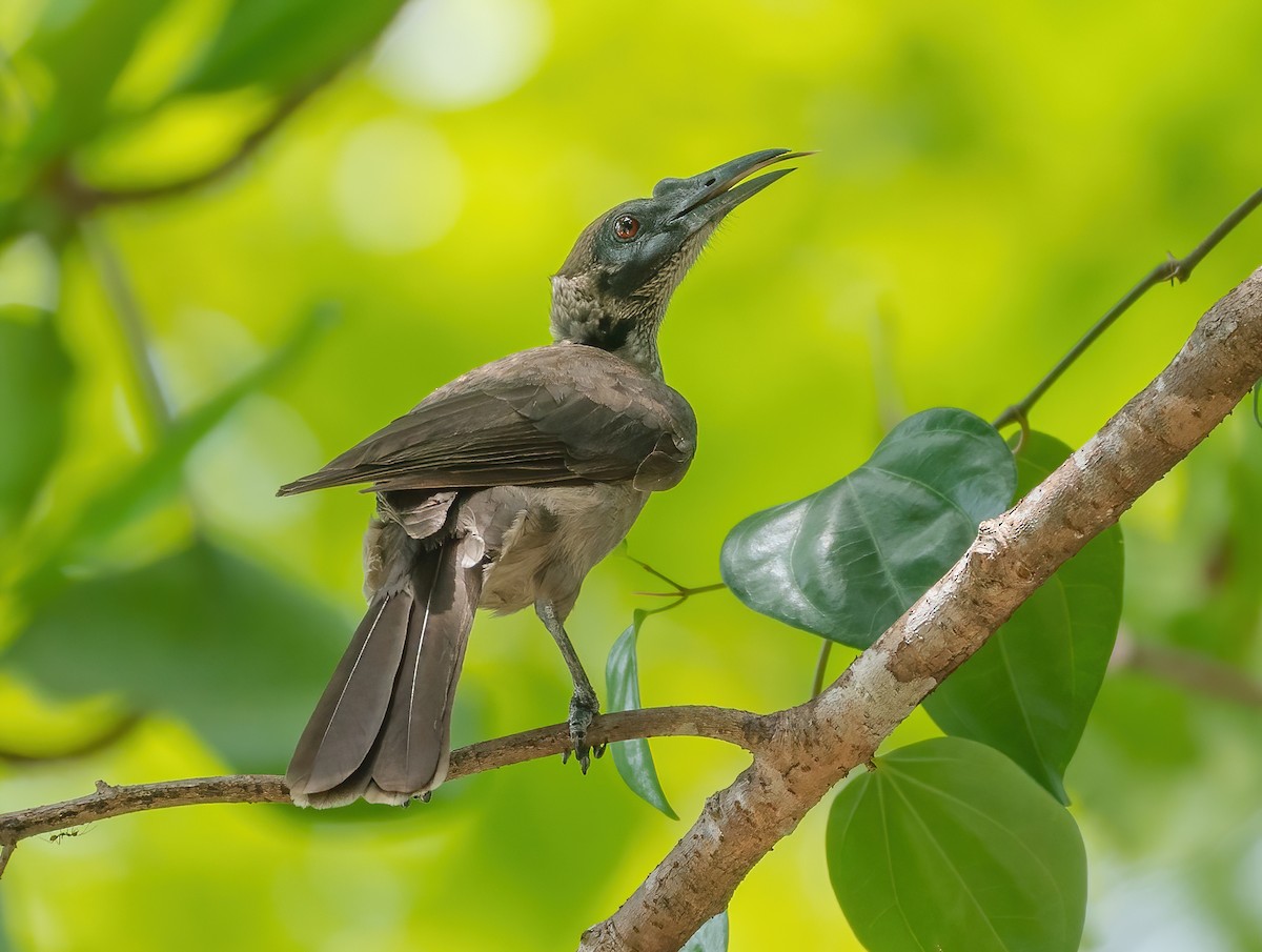 Helmeted Friarbird (New Guinea) - Wilbur Goh