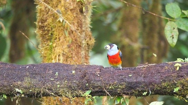 Toucan Barbet - ML614037979