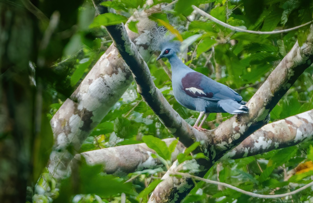 Western Crowned-Pigeon - ML614037988