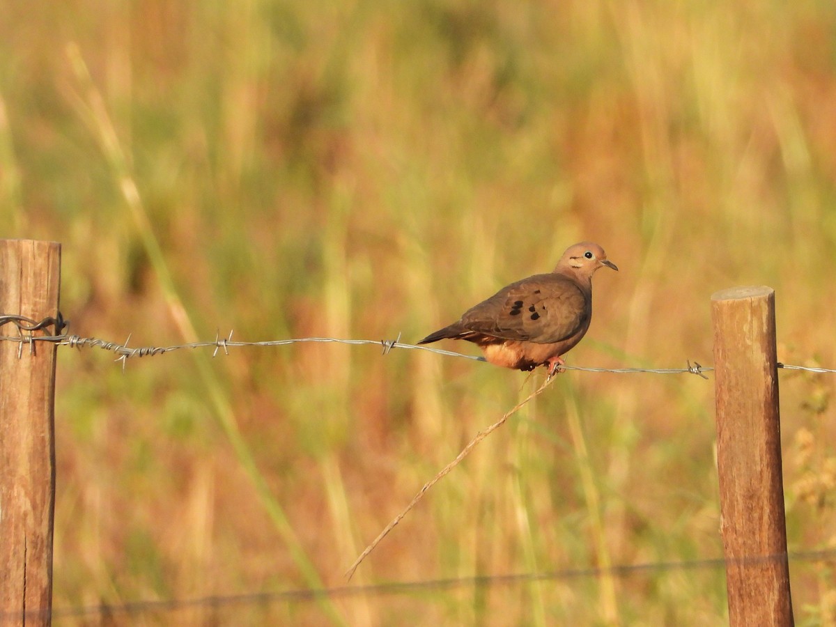 Eared Dove - ML614038003