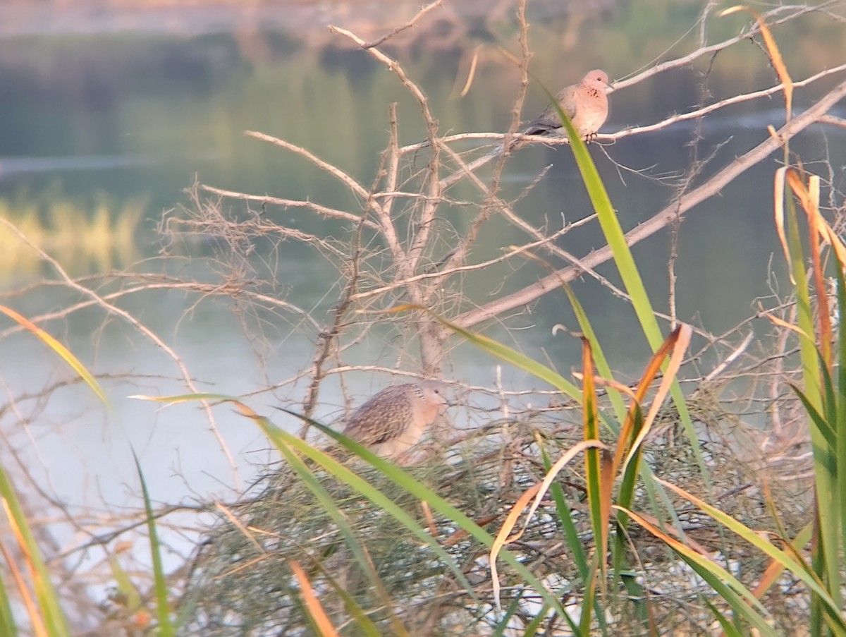 Spotted Dove - ML614038109